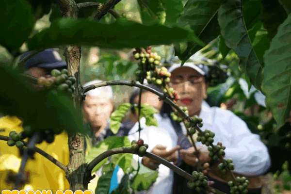 Gunung Gambar, dari Situs Sejarah Menuju Sentra Kopi Gunungkidul