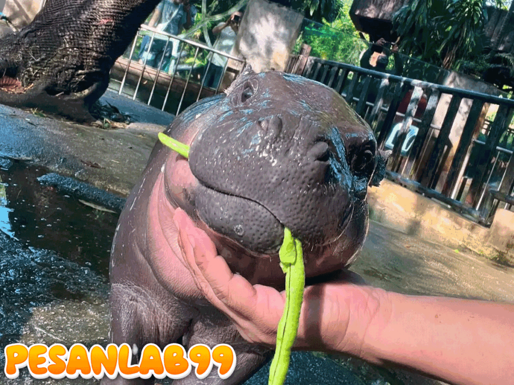 Moo Deng Si Kuda Nil Kerdil Viral Ultah ke-1, Ribuan Penggemar Padati Kebun Binatang Thailand